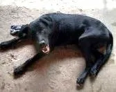 Cachorro raça Labrador idade 7 a 11 meses nome Marley 