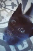 Pitanga
