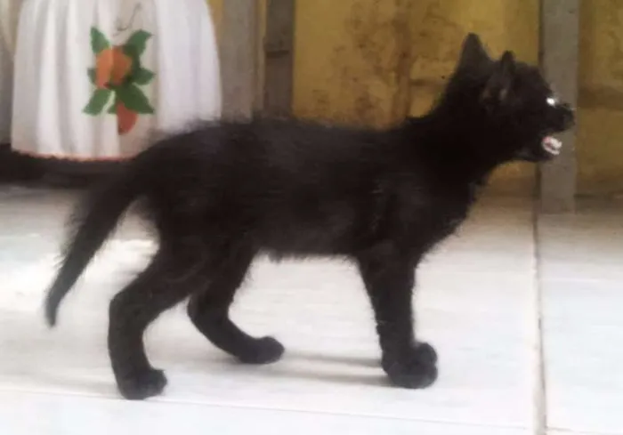 Gato ra a  idade 2 a 6 meses nome Pitanga