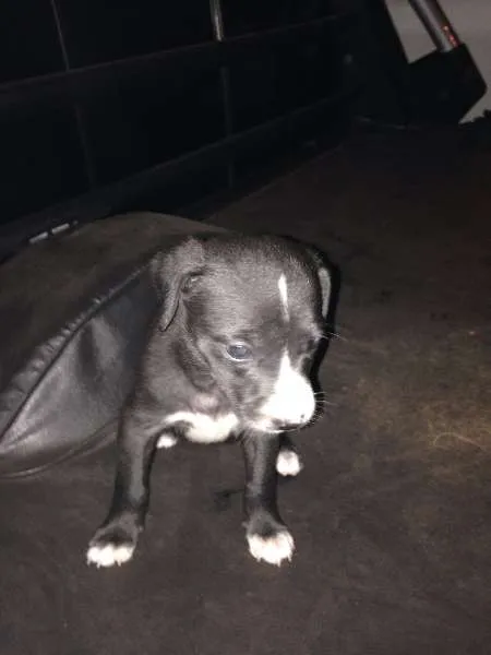 Cachorro ra a Vira-lata com pitbull idade Abaixo de 2 meses nome Sem nome