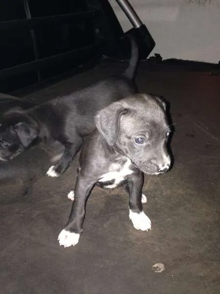 Cachorro ra a Vira-lata com pitbull idade Abaixo de 2 meses nome Sem nome