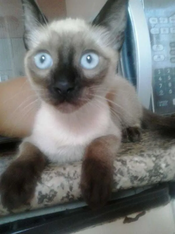Gato ra a Vira lata  idade 2 a 6 meses nome Chocolate , Bomzinh