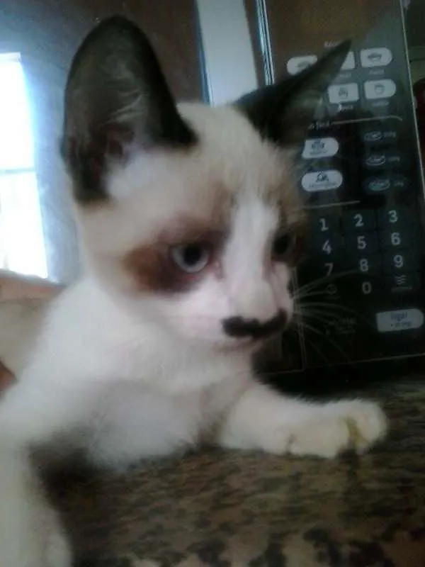 Gato ra a Vira lata  idade 2 a 6 meses nome Chocolate , Bomzinh
