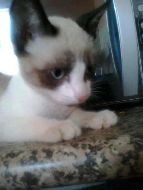 Gato ra a Vira lata  idade 2 a 6 meses nome Chocolate , Bomzinh