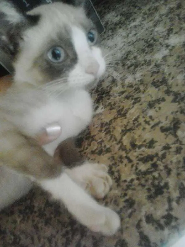 Gato ra a Vira lata  idade 2 a 6 meses nome Chocolate , Bomzinh