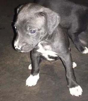 Cachorro raça Vira-lata com pitbull idade Abaixo de 2 meses nome Sem nome