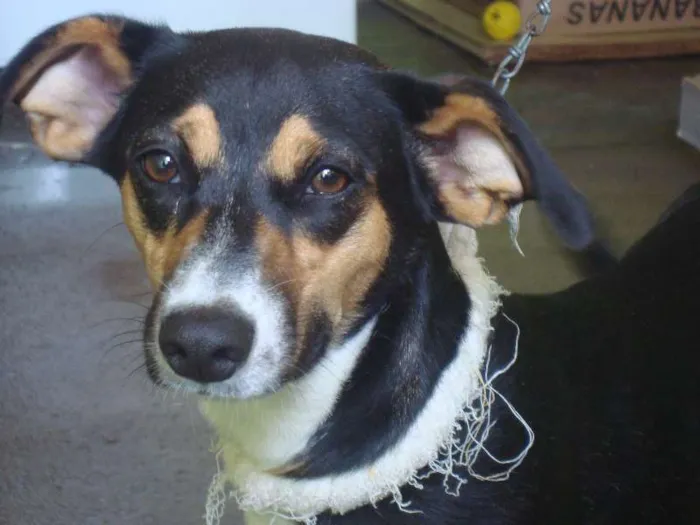 Cachorro ra a vira lata idade 7 a 11 meses nome Princesa