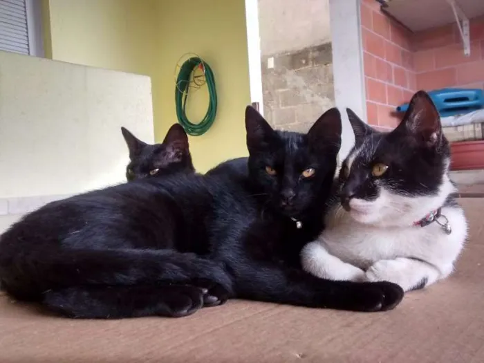 Gato ra a sem raça defina idade 2 a 6 meses nome Pantera e Luna