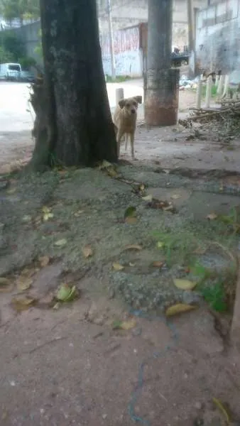 Cachorro ra a SRD idade 1 ano nome Luna