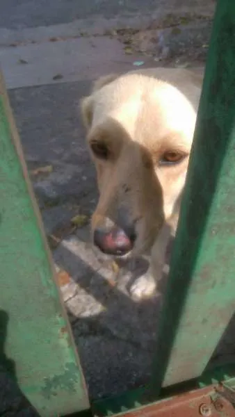 Cachorro ra a SRD idade 1 ano nome Luna