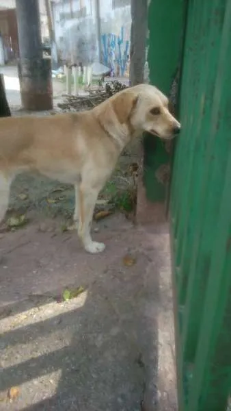 Cachorro ra a SRD idade 1 ano nome Luna