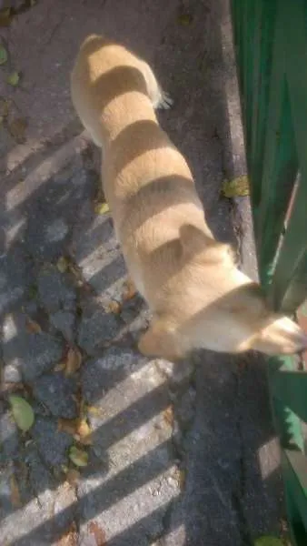 Cachorro ra a SRD idade 1 ano nome Luna