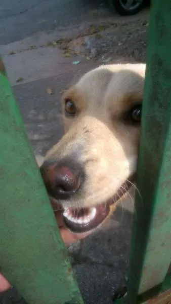 Cachorro ra a SRD idade 1 ano nome Luna