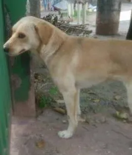 Cachorro ra a SRD idade 1 ano nome Luna