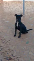 enxerida