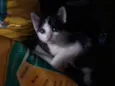 Gatinhos