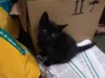 Gatinhos