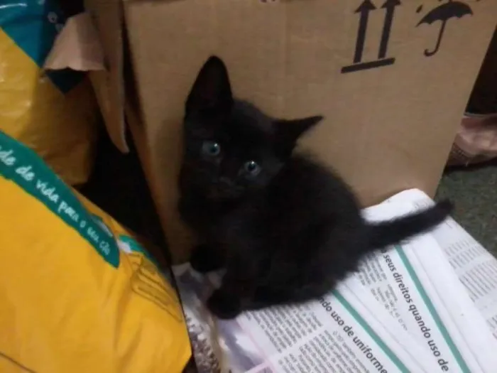 Gato ra a SRD idade 2 a 6 meses nome Gatinhos