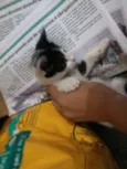 Gatinhos
