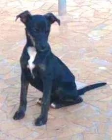 Cachorro ra a Pit-Bull idade 2 a 6 meses nome enxerida