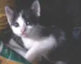 Gatinhos