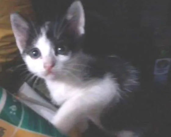 Gato ra a SRD idade 2 a 6 meses nome Gatinhos