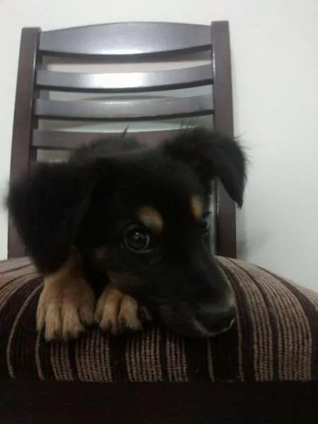 Cachorro ra a SRD mix pastoreiro idade 2 a 6 meses nome Chocolate