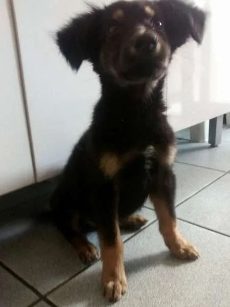 Cachorro ra a SRD mix pastoreiro idade 2 a 6 meses nome Chocolate