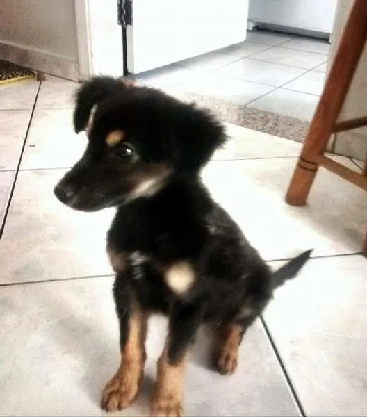 Cachorro ra a SRD mix pastoreiro idade 2 a 6 meses nome Chocolate