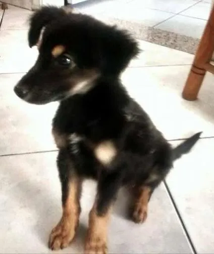 Cachorro ra a SRD mix pastoreiro idade 2 a 6 meses nome Chocolate