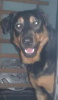 Hatchi