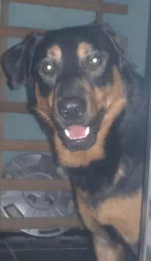 Cachorro raça mistura de labrador com collie idade 2 anos nome Hatchi