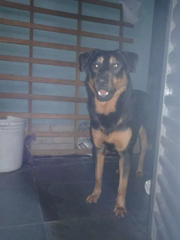 Cachorro raça mistura de labrador com collie idade 2 anos nome Hatchi