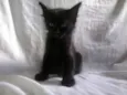 Gatos machos e femeas