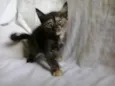 Gatos machos e femeas