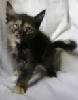 Gatos machos e femeas
