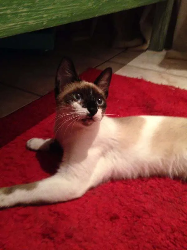 Gato ra a Siamês invertido idade 2 a 6 meses nome Sem nome