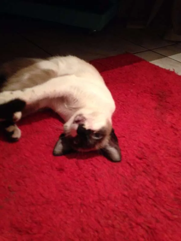 Gato ra a Siamês invertido idade 2 a 6 meses nome Sem nome