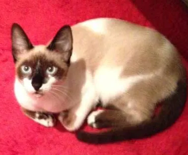 Gato ra a Siamês invertido idade 2 a 6 meses nome Sem nome