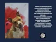Lindos Pit Bulls