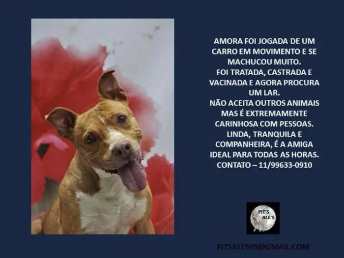 Cachorro raça Pit-Bull idade  nome Lindos Pit Bulls