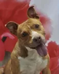 Lindos Pit Bulls