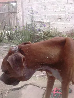 Cachorro raça Boxer idade 7 a 11 meses nome RAVENNA
