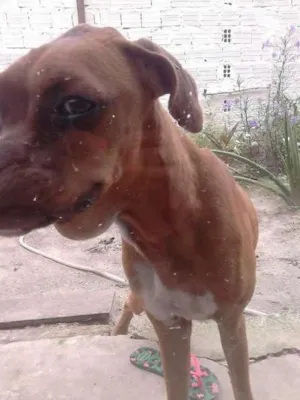 Cachorro raça Boxer idade 7 a 11 meses nome RAVENNA