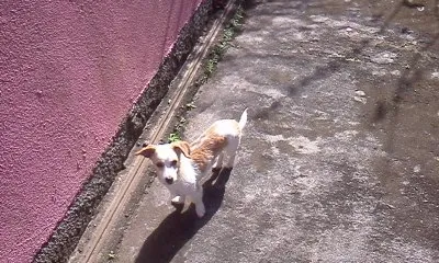 Cachorro ra a Vira Lata idade 3 anos nome Nino