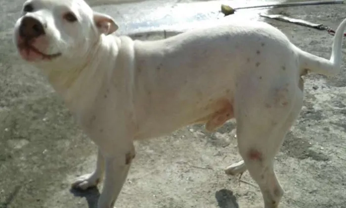 Cachorro ra a Pit-Bull idade 4 anos nome Brucer