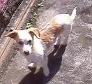 Cachorro ra a Vira Lata idade 3 anos nome Nino