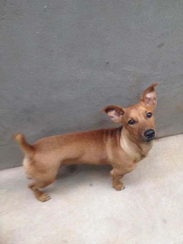 Cachorro ra a vira lata idade 7 a 11 meses nome udi