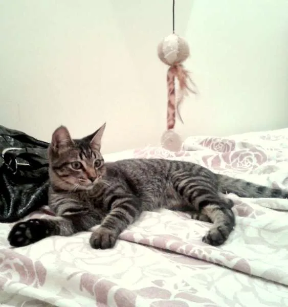 Gato ra a SRD idade 2 a 6 meses nome Oreo