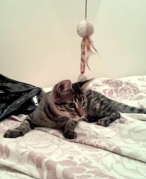Gato ra a SRD idade 2 a 6 meses nome Oreo